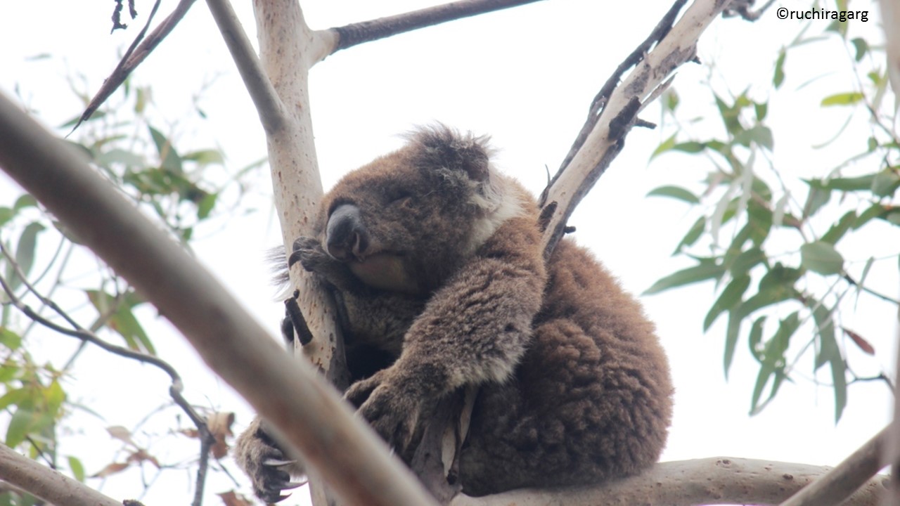 Koala