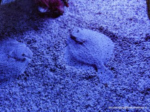 02-PSX_20190420_224138